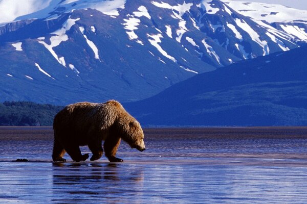 Orso sulla pesca in montagna