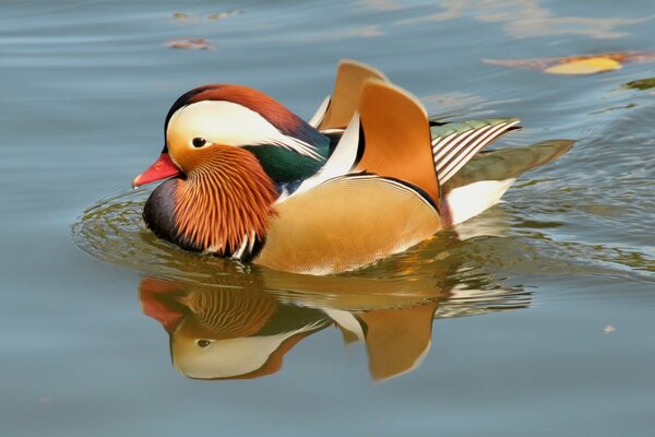 Mandarin swims in autumn on the pond