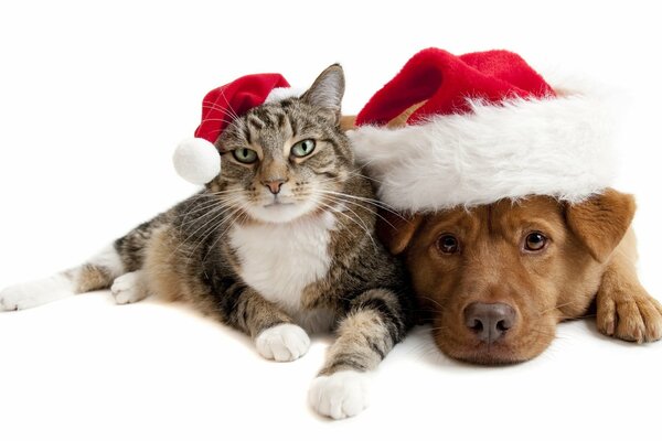 Chat et chien dans les chapeaux de Noël