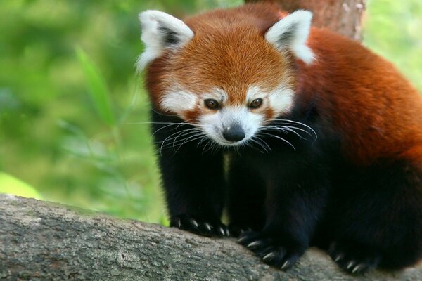 Panda inhabituel sur l arbre