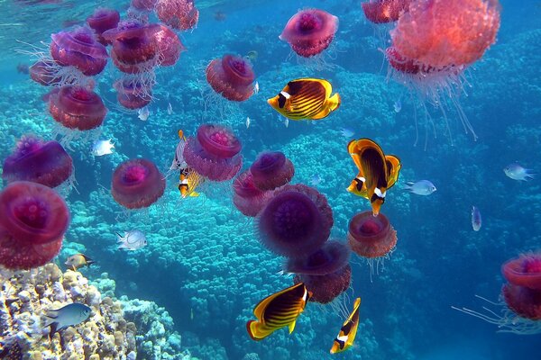 Sul fondo del mare Meduse, Coralli, vasto mondo sottomarino