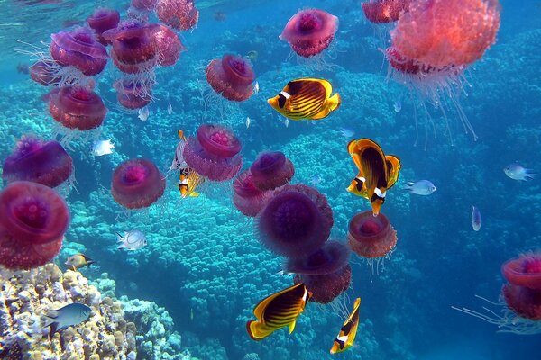 На дне морском медузы , коралы, необьятный подводный мир