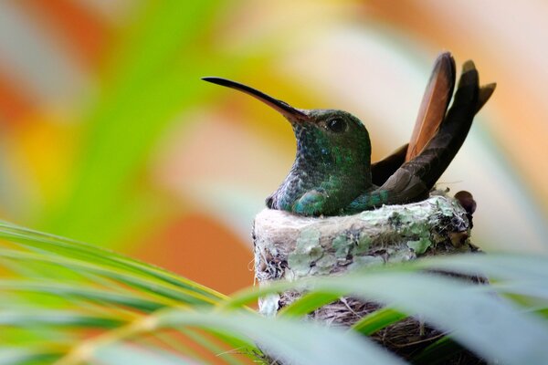 Schöner Kalibervogel im Nest