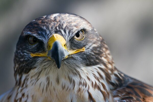 Lo sguardo formidabile del maestoso Falco