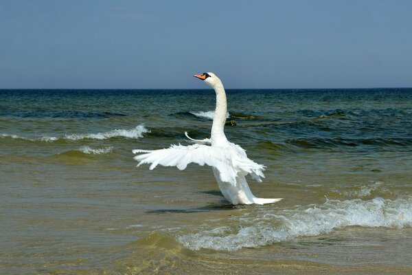 Cisne blanco en la orilla del mar