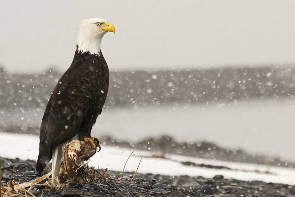 An eagle on a stump looks at the snow