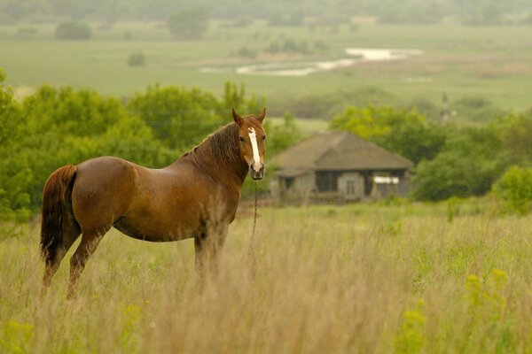 Caballo en el campo por la mañana lluviosa