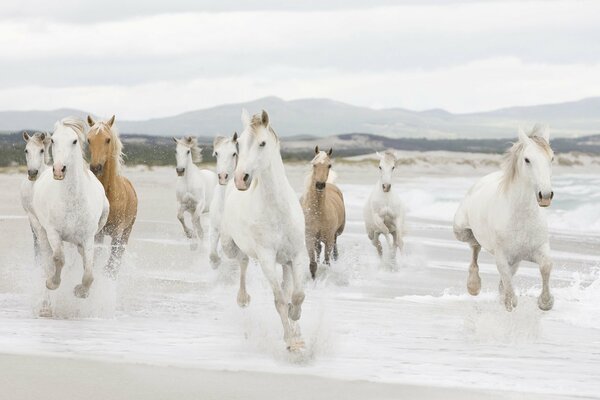 A herd of horses gallops on the shore