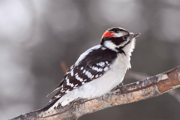 Fluffy woodpecker with a red cap on a branch