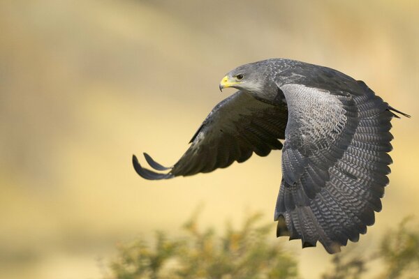 The black eagle flew out to hunt