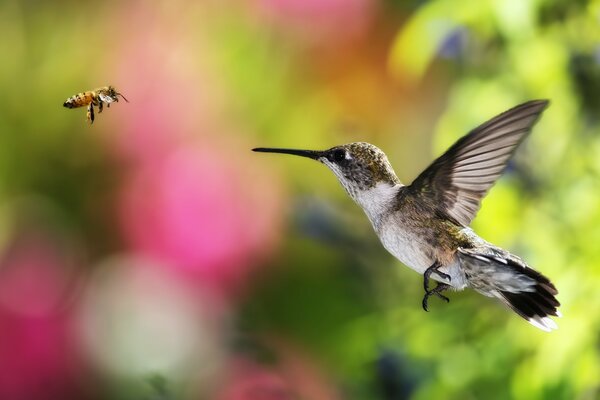 Un Colibri tente d attraper une abeille