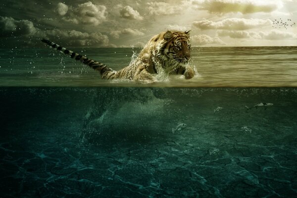 Puissance et puissance-la beauté du saut du tigre dans l eau