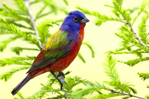 Pájaro en una rama de colores inusuales