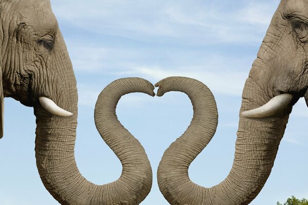 Два слона изображают сердце своими хоботами