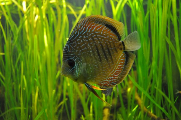 Discus in an aquarium among algae