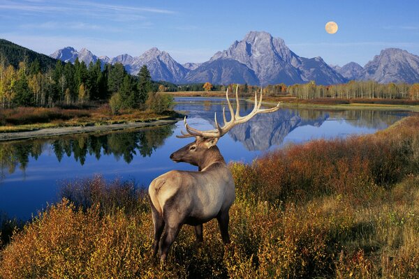 Autumn nature landscape with deer by the river