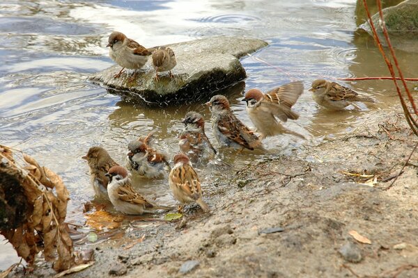 Una bandada de gorriones se lavan en el agua