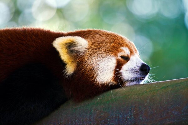 Sleeping red panda on a branch