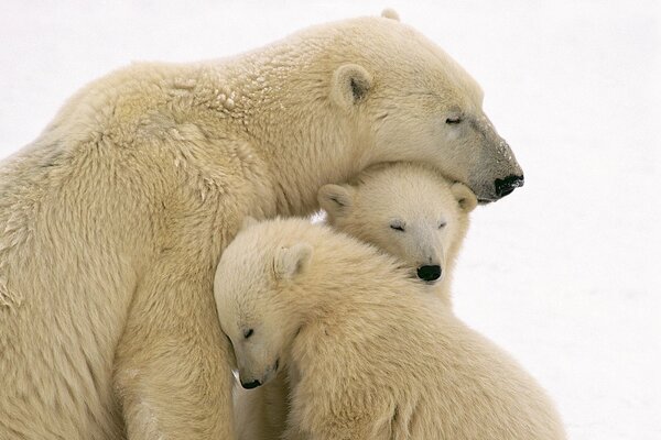 Familia de osos polares