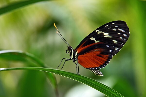 Beau papillon sur une feuille