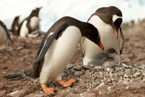 Les parents de pingouins penchés sur le poussin