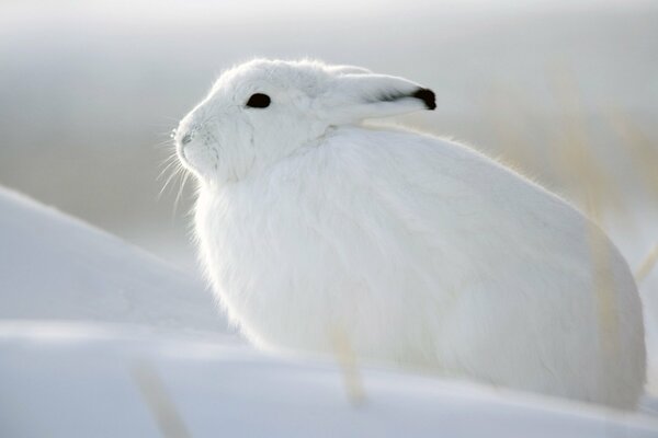 Lièvre blanc au repos après la chasse