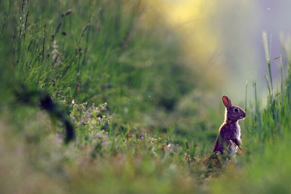 A hare inspecting its territory for the presence of danger