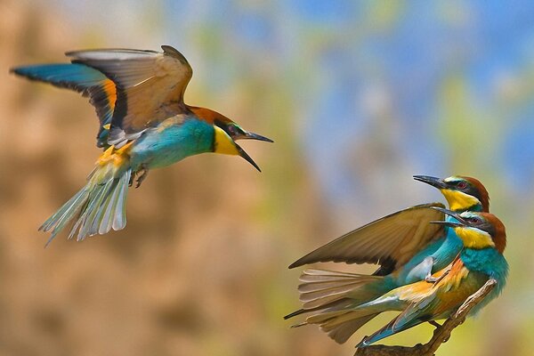 Маленькие колибри ссорятся из-за самки