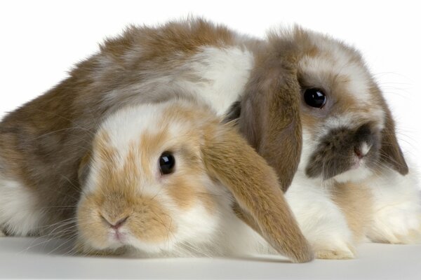 A pair of fluffy rabbits on a white background