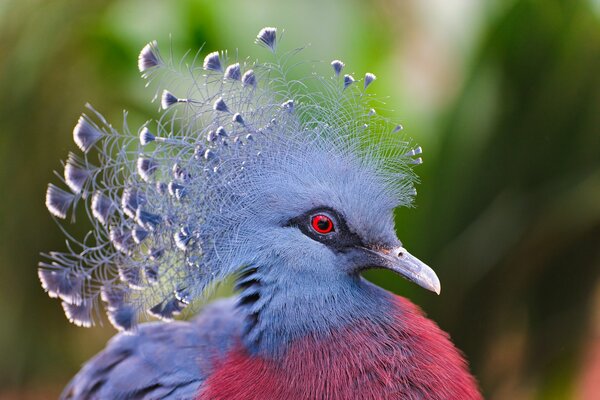 Crowned pigeon close-up