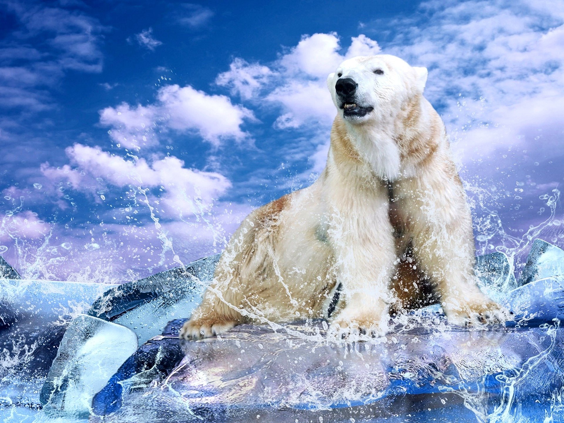 blanco oso trozos agua gotas salpicaduras cielo nubes