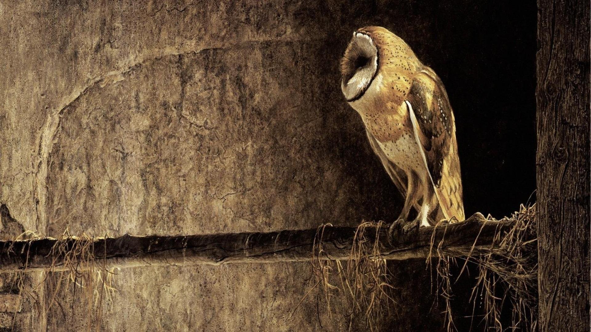 poultry owl barn owl background tree branch