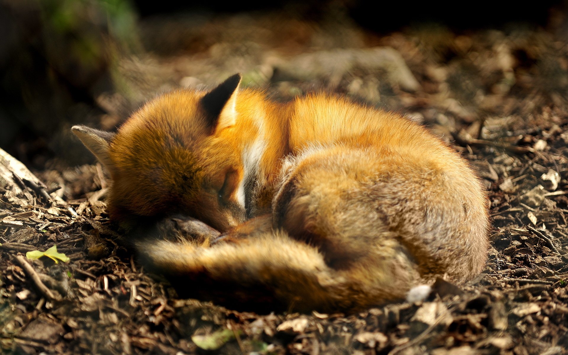 animals predator fox sleeping curling up nature land foliage ears tail fur animal dream