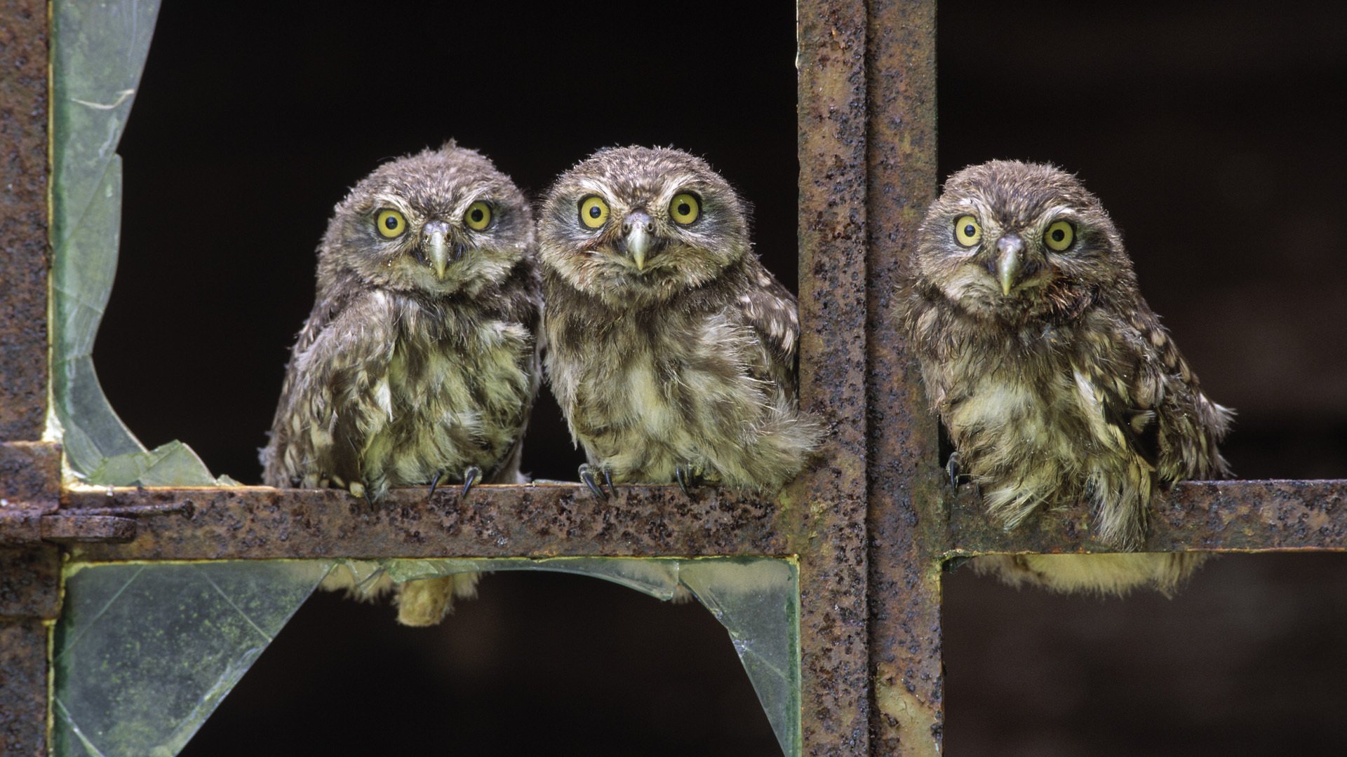 eulen vögel küken fenster glas zerbrochen