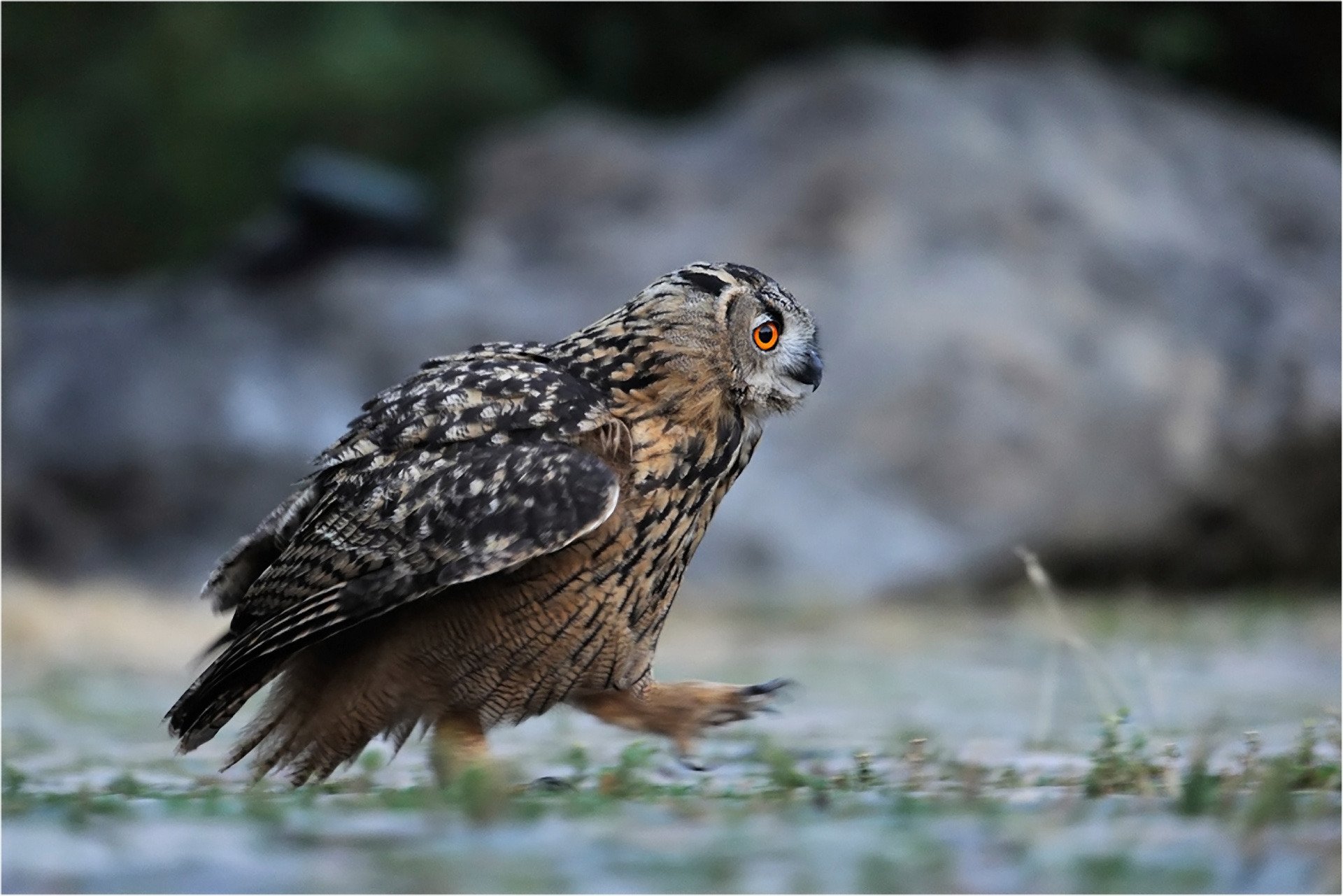 forêt oiseau hibou