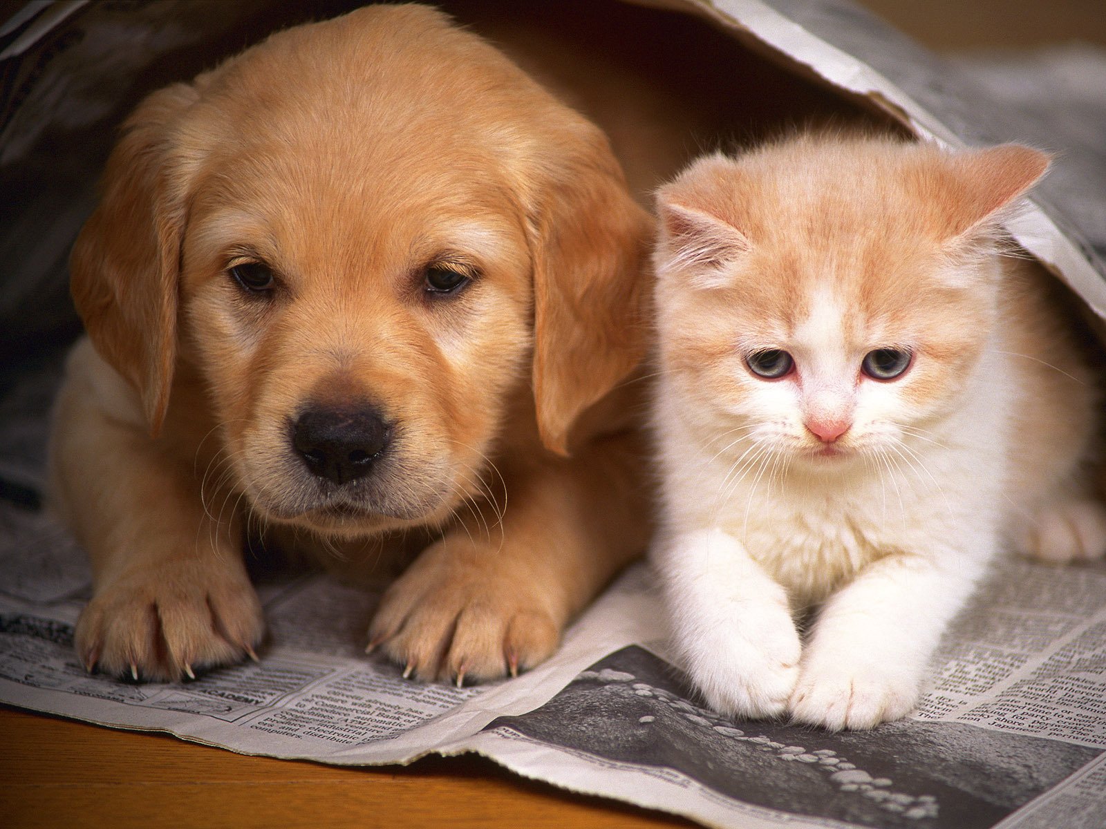 perro gato gatito cachorro amistad