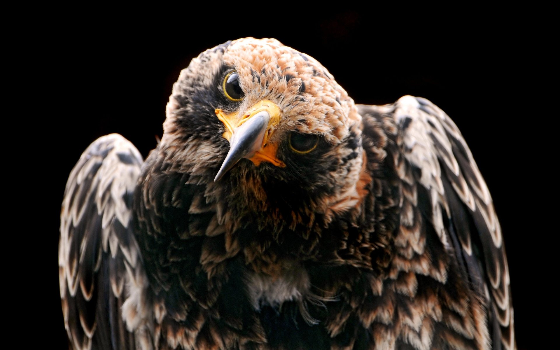 águila mirando pájaro