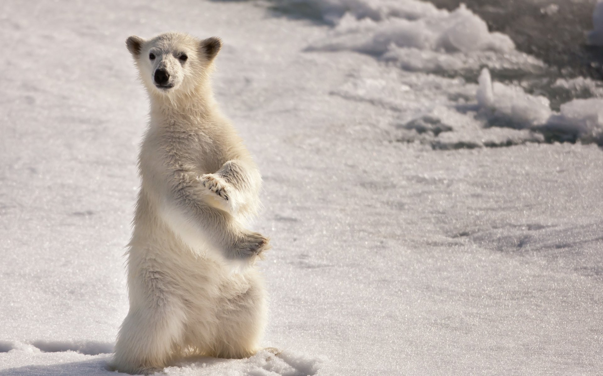 orso nord neve