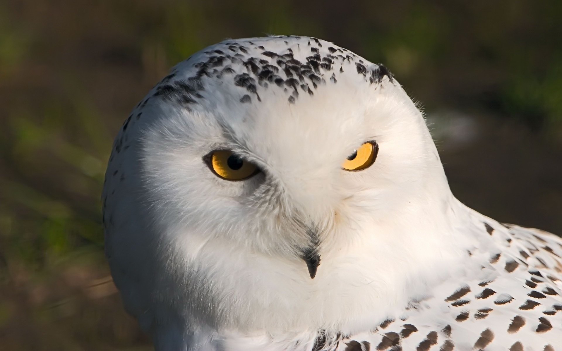 hibou blanc hibou gros plan yeux oiseau