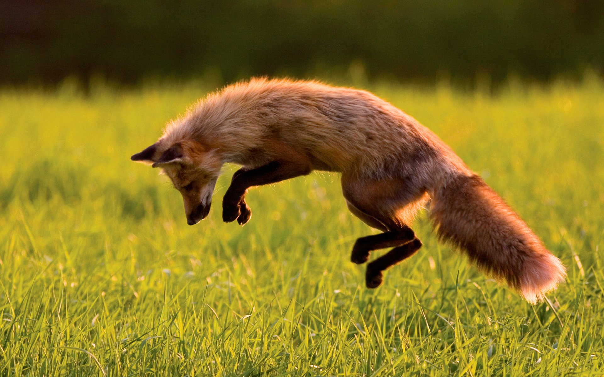 renard renard chasse saut