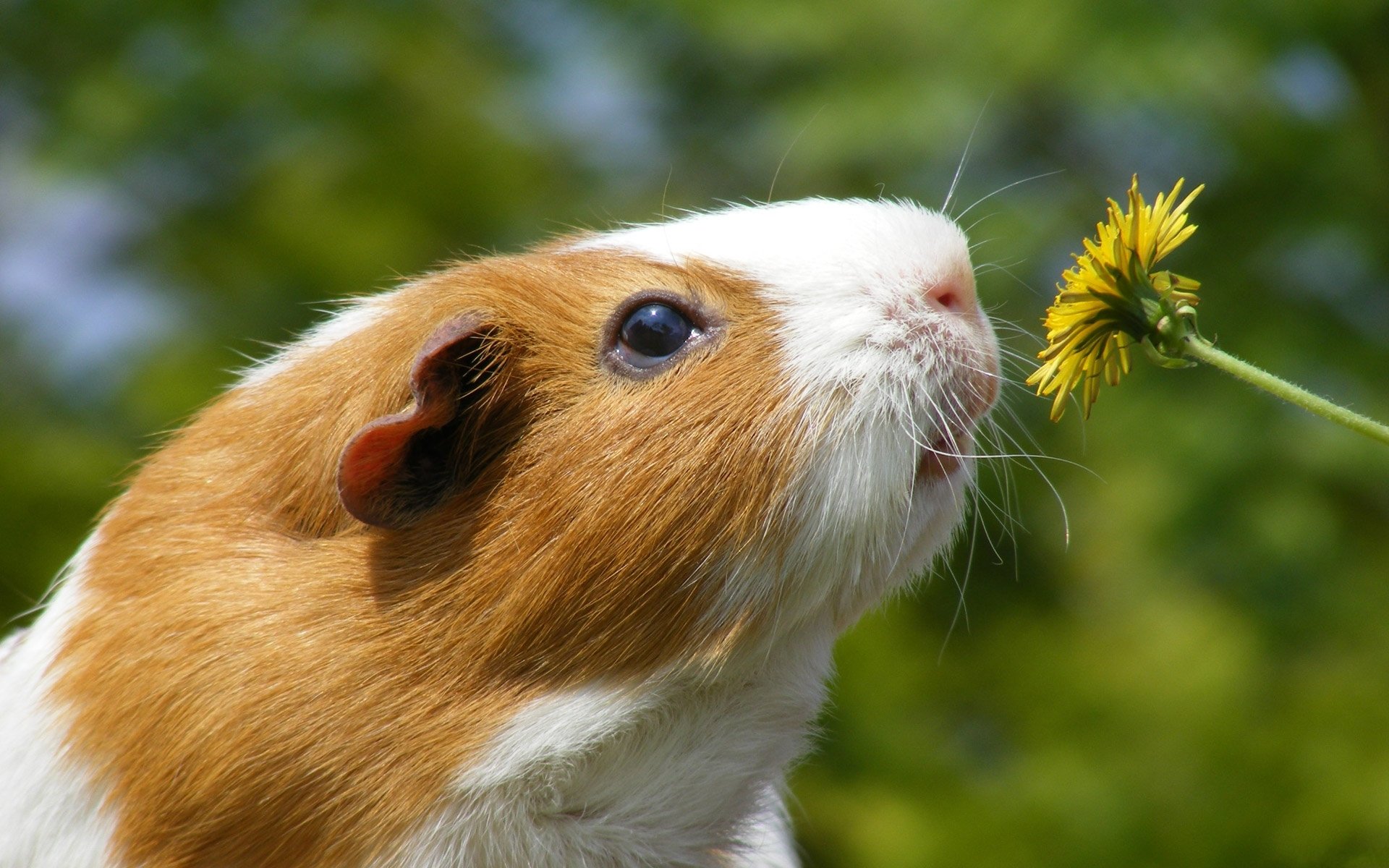 meerwasser mumps blume löwenzahn schnauze