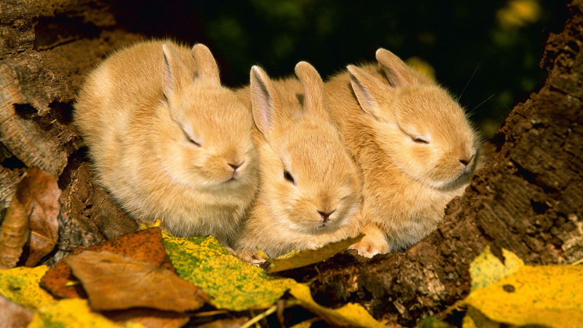 rabbits rabbit animals foliage autumn