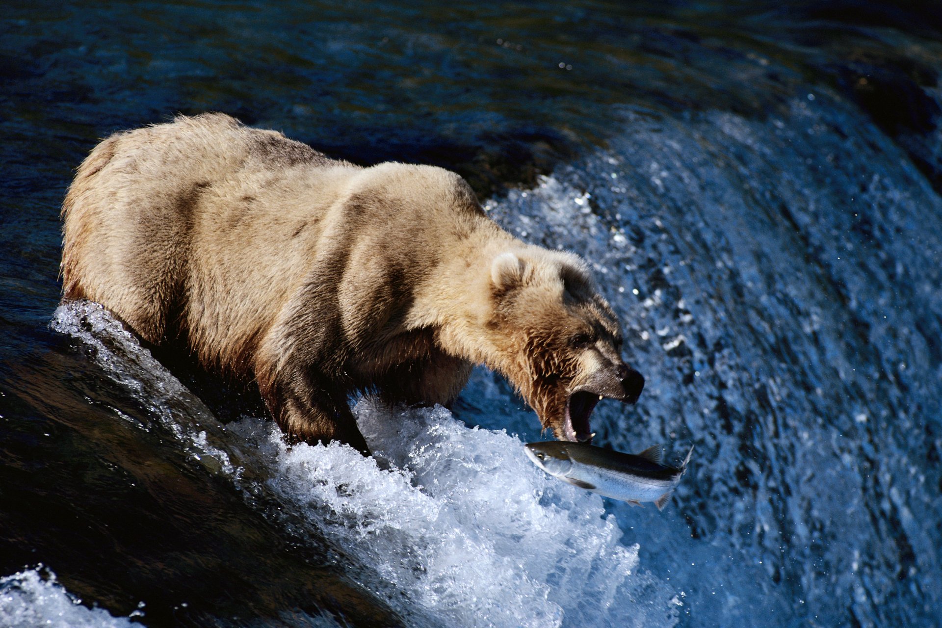 bär fluss strom fisch maul jagd angeln