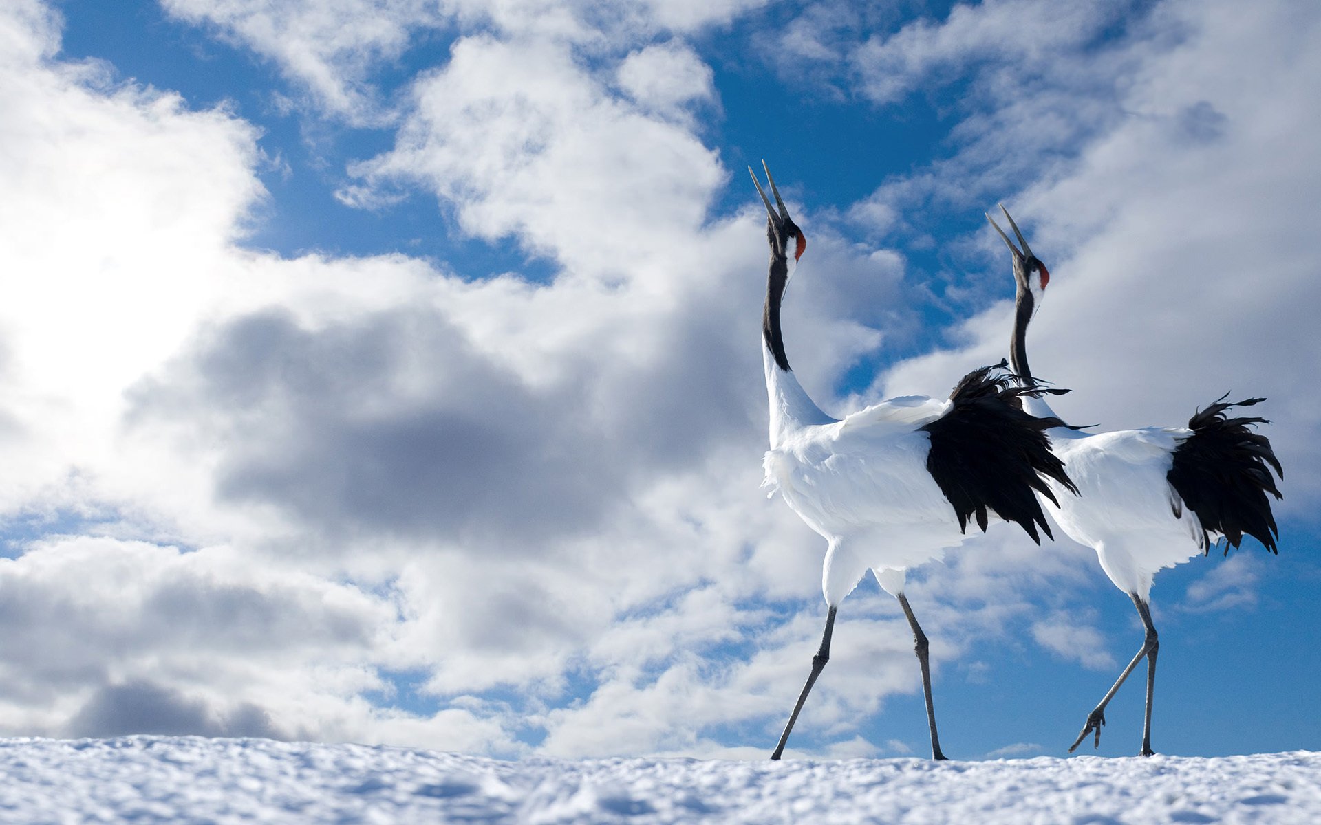 oiseaux grue japonaise couple ciel nuages