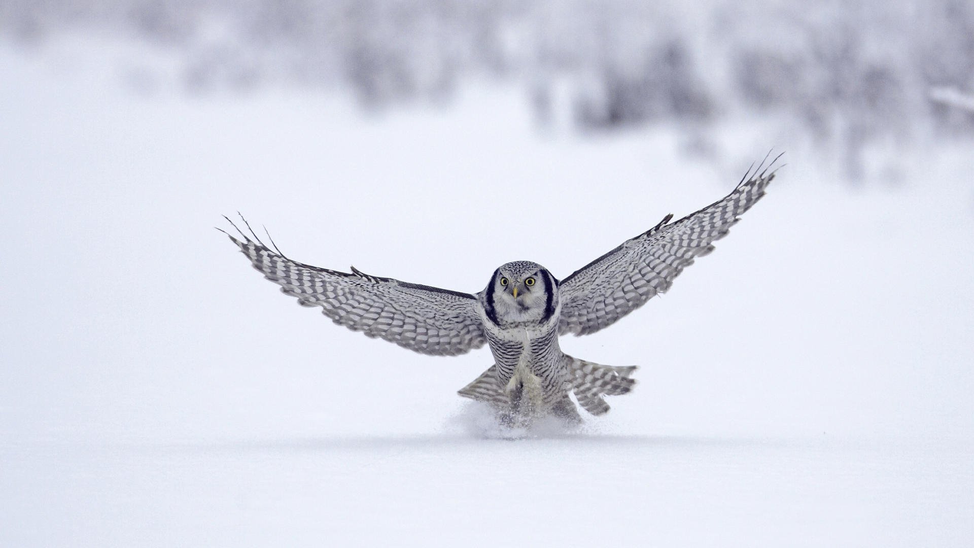 animal pájaro halcón invierno nieve vuelo invierno 1920x1080