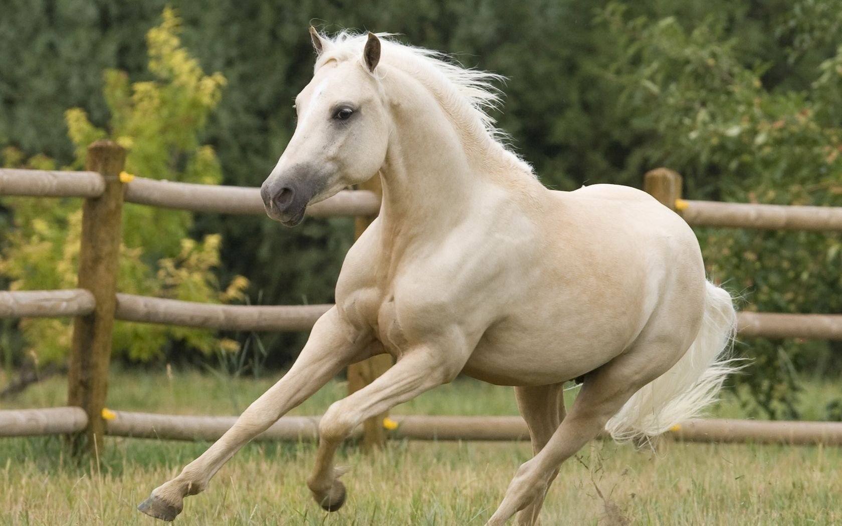 cheval cheval galop