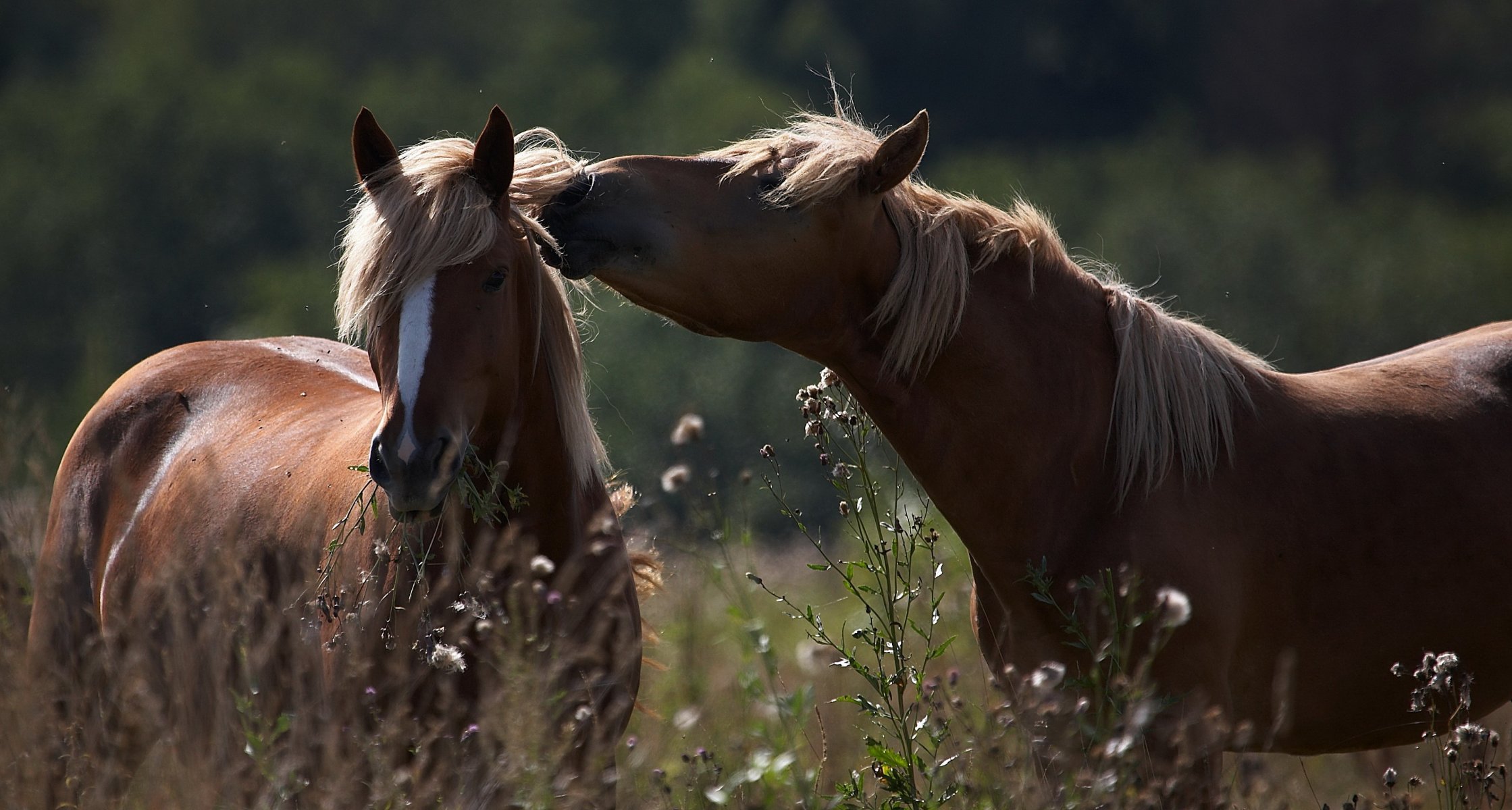 horses summer gra