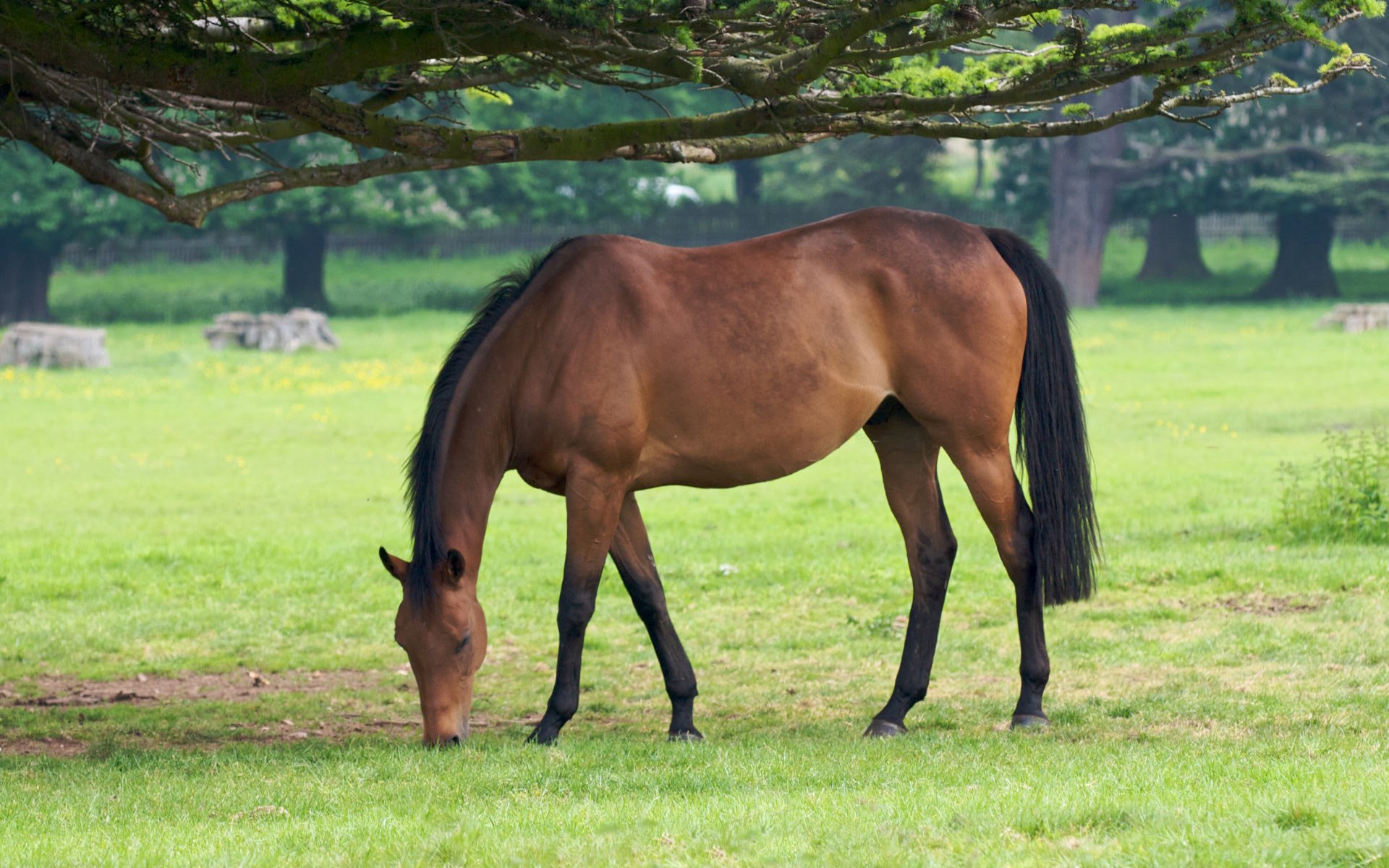 animali cavalli cavalli cavallo cavallo pascolo erba albero alberi