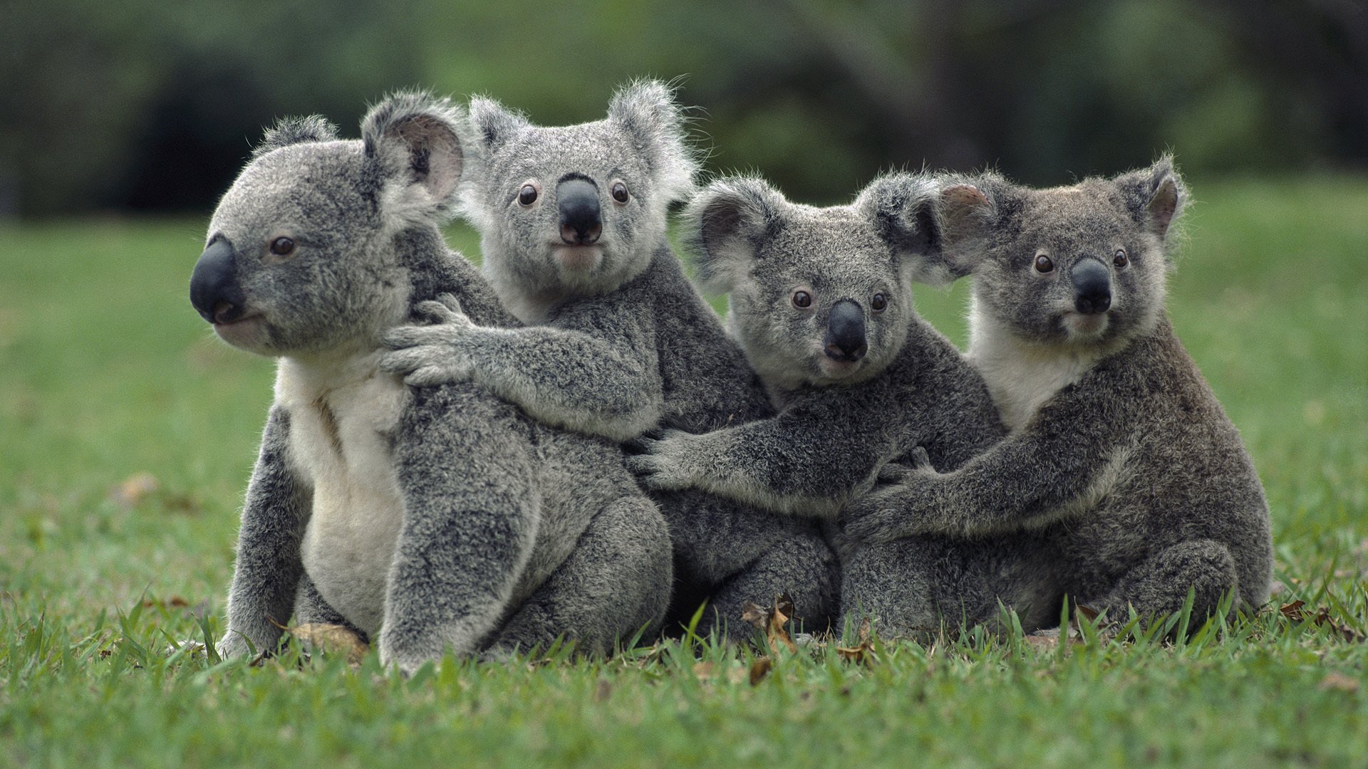 tiere tiere koala natur beutelbären gras