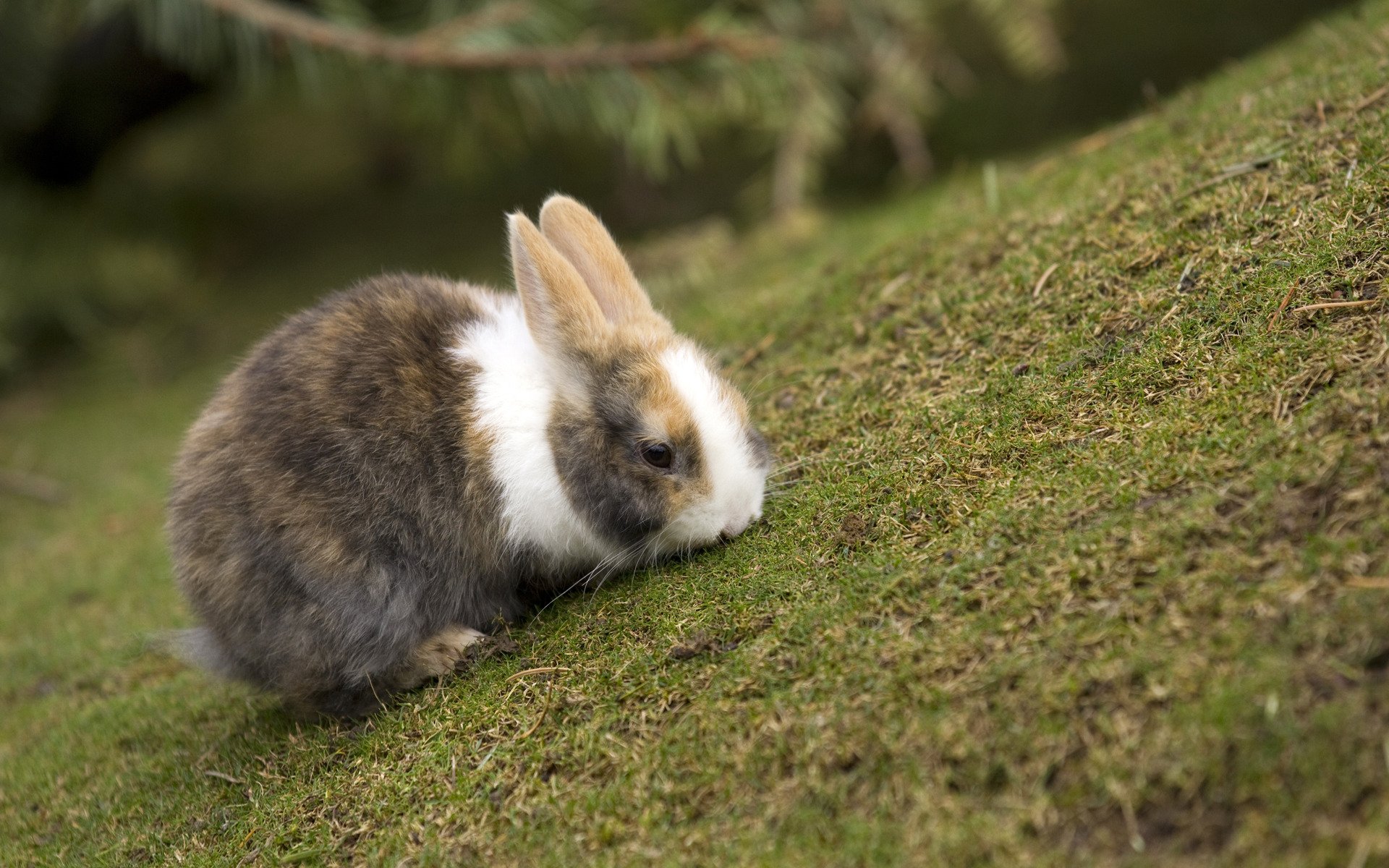 rabbit colors grass sharpne